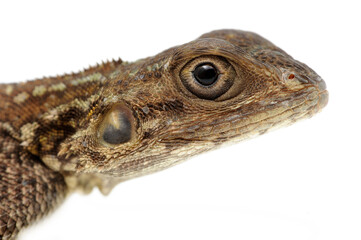 Common agama (Agama agama) on a white background