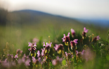 beautiful natural landscape - alpine meadow. Close-up grass with sunbeams. Beautiful nature landscape with sun flares.