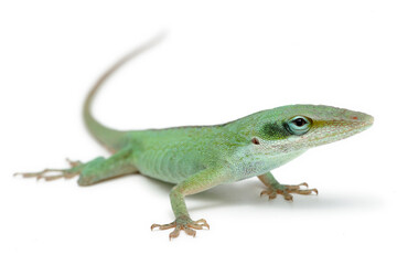 Green anole (Anolis carolinensis) on a white background