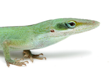 Green anole (Anolis carolinensis) on a white background