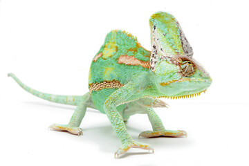 Veiled chameleon (Chamaeleo calyptratus) on a white background © Florian