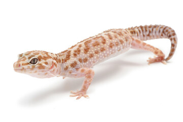 Naklejka premium Leopard gecko (Eublepharis macularius) on a white background
