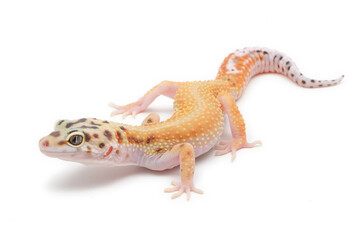 Leopard gecko (Eublepharis macularius) on a white background - obrazy, fototapety, plakaty