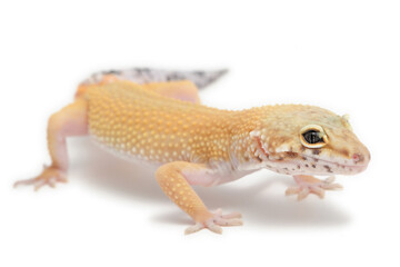 Naklejka premium Leopard gecko (Eublepharis macularius) on a white background
