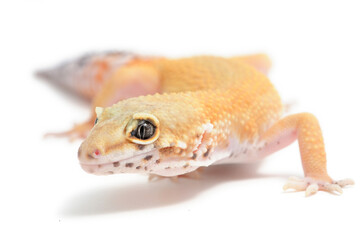 Leopard gecko (Eublepharis macularius) on a white background