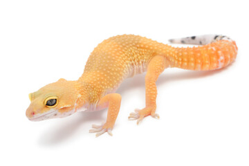 Leopard gecko (Eublepharis macularius) on a white background - obrazy, fototapety, plakaty