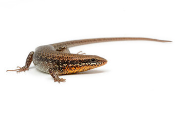 Bronze grass skink (Eutropis macularia) on a white background