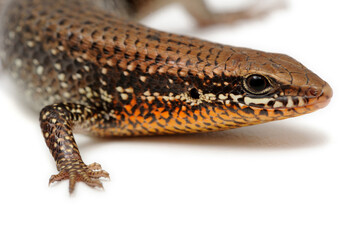 Bronze grass skink (Eutropis macularia) on a white background