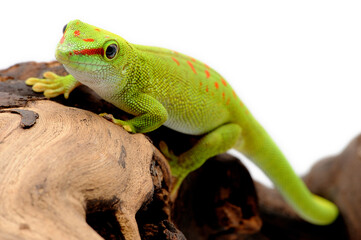 Giant Day Gecko (Phelsuma madagascariensis grandis) on white background