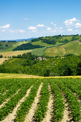 Fototapeta na wymiar Rural landscape near Sala Baganza and Torrechiara, Parma, at springtime
