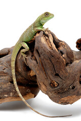 Water Dragon (Physignathus cocincinus) on white background
