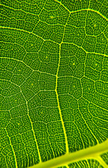 The detail image of a leaf. Macro image for design effect. Vein, midrib, and blade close up.