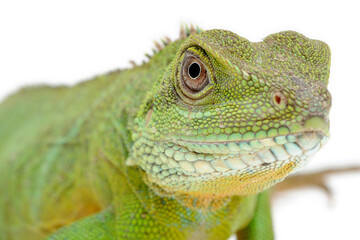 Water Dragon (Physignathus cocincinus) on white background
