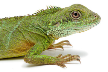 Water Dragon (Physignathus cocincinus) on white background