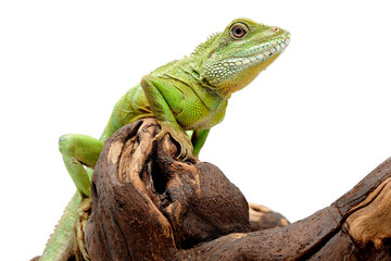 Water Dragon (Physignathus cocincinus) on white background