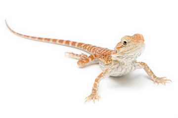 Obraz premium Bearded Dragon (Pogona vitticeps) on white background