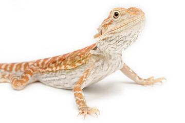 Fototapeta premium Bearded Dragon (Pogona vitticeps) on white background