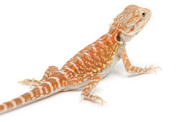 Bearded Dragon (Pogona vitticeps) on white background