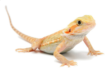 Bearded Dragon (Pogona vitticeps) on white background