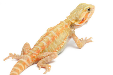 Bearded Dragon (Pogona vitticeps) on white background