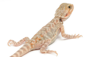 Bearded Dragon (Pogona vitticeps) on white background