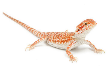 Naklejka premium Bearded Dragon (Pogona vitticeps) on white background