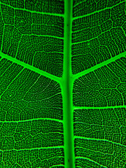 The detail image of a leaf. Macro image for design effect. Vein, midrib, and blade close up.