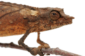 Spectral pygmy chameleon (Rhampholeon spectrum) on white background