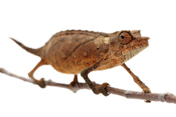 Spectral pygmy chameleon (Rhampholeon spectrum) on white background
