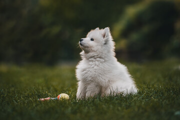 Samoyed puppy 