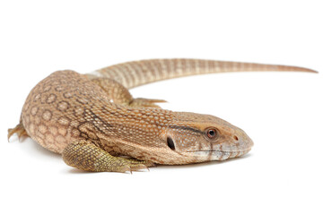 Savannah monitor (Varanus exanthematicus) on white background