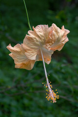 Closeup view of beautiful delicate cream orange hibiscus rosa sinensis flower on dark natural...