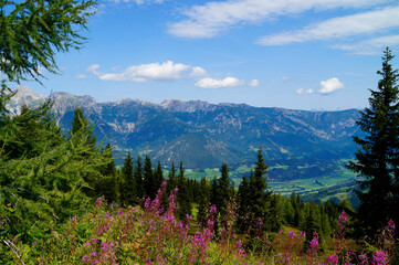 a picturesque alpine landscape with pink flowers in the Schladming-Dachstein region in Austria