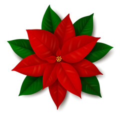 Traditional Christmas flower - Poinsettia plant with red and green foliage isolated on white background. Realistic vector illustration. Top view. 