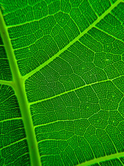 The detail image of a leaf. Macro image for design effect. Vein, midrib, and blade close up.