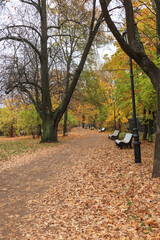park alley with white benches strewn with autumn leaves