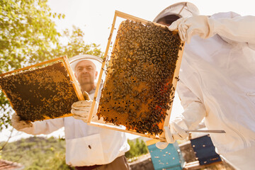 Beekeepers on apiary. Beekeepers are working with bees and beehives on the apiary.