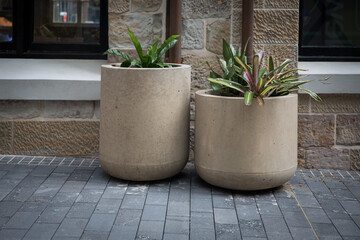 Plants oversized pots urban garden pavers street sandstone 