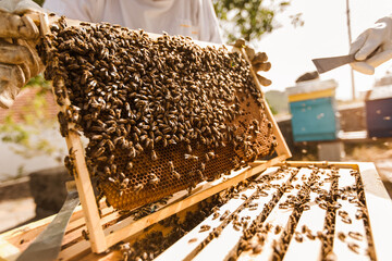 Beekeeper working collect honey. Beekeeping concept.