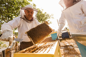 Beekeepers on apiary. Beekeepers are working with bees and beehives on the apiary.