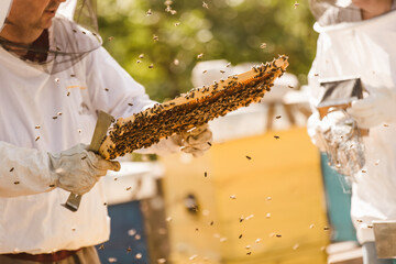 Beekeepers on apiary. Beekeepers are working with bees and beehives on the apiary.