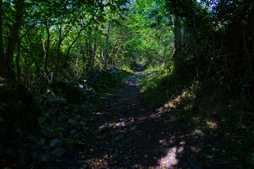 Narrow, dark, rugged uphill path through a Monsal Dale, Derbyshire, woodland.