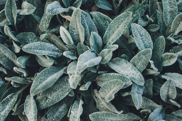 Lambs Ears, Turkish lambs ear, Stachys byzantine, woolly hedgenettle close up. Garden background with fluffy gray green leaves of an ornamental decorative plant.