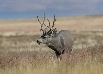 Colorado Wildlife. Wild Deer on the High Plains of Colorado