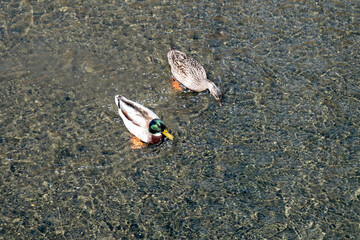A pair of Mallard ducks resting motionless on a tree trunk. Sitting in the same position.