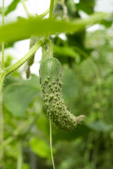 A Cucumber hangs on a branch in a greenhouse. Cucumber harvest