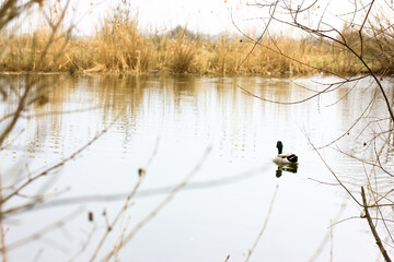 Fototapeta na wymiar A wild duck swimming in a cold water of a river, lake, pond in the fall season. Dry grass and bare tree branches at autumn. Poultry farming, mallard bird hunting. Anas platyrhynchos. Place for text.