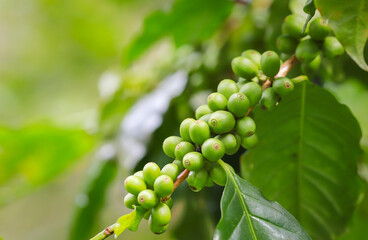 organic arabica coffee green beans on hand in farm.harvesting Robusta and arabica  coffee berries by agriculturist hands,Worker Harvest arabica coffee berries on its branch, harvest concept.