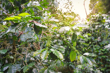 organic arabica coffee green beans on hand in farm.harvesting Robusta and arabica  coffee berries by agriculturist hands,Worker Harvest arabica coffee berries on its branch, harvest concept.