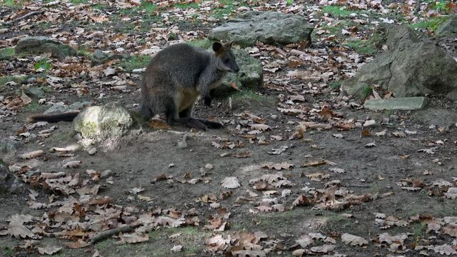 Swamp wallaby (Wallabia bicolor). Small macropod marsupial of eastern Australia. Also commonly known as black wallaby, black-tailed wallaby, fern wallaby, black pademelon, stinker, black stinker.
